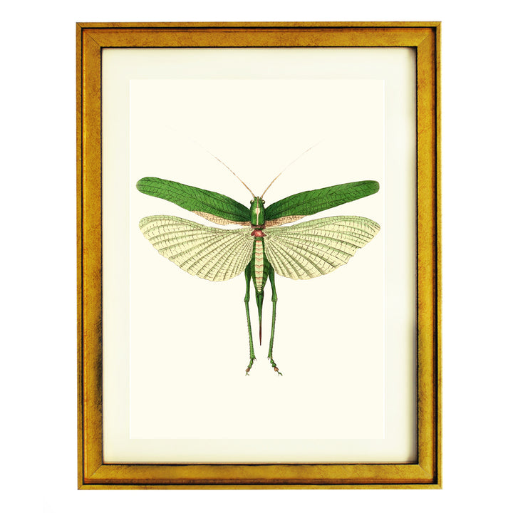 Praying Mantis ART PRINT