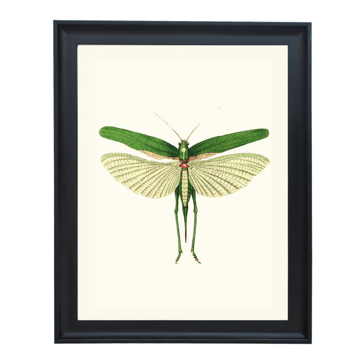 Praying Mantis ART PRINT