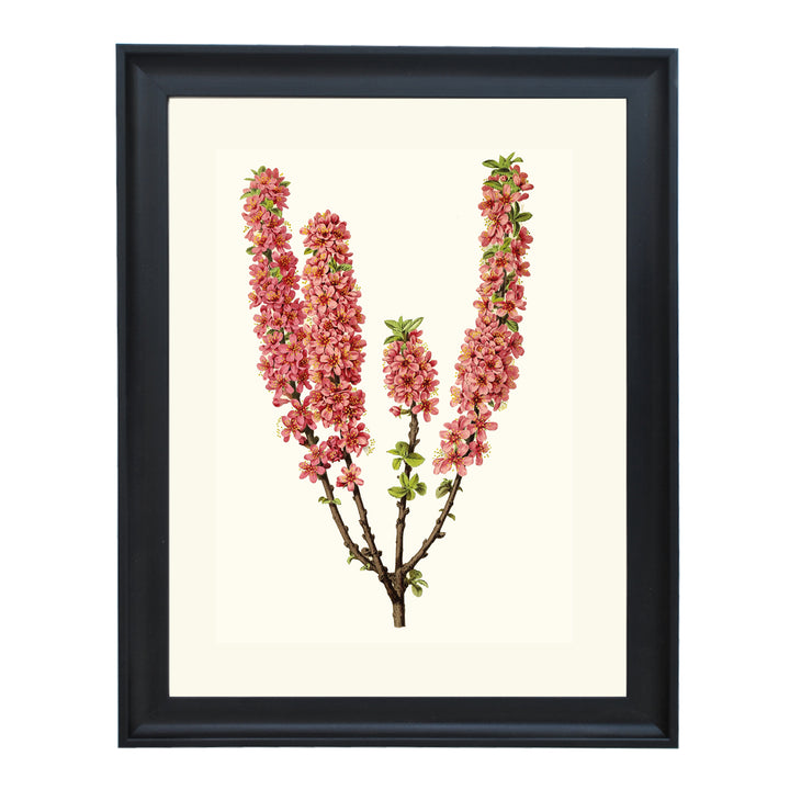 Prunus Prostrata ART PRINT