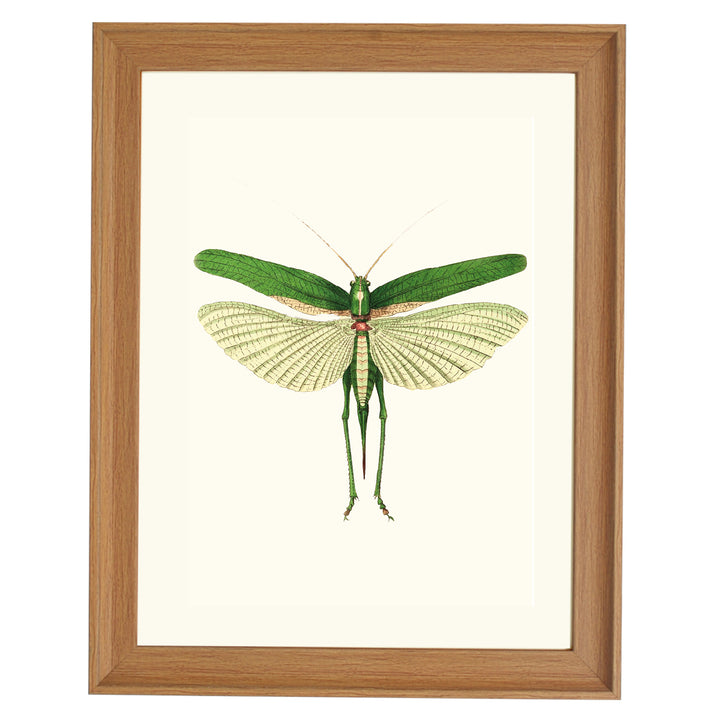 Praying Mantis ART PRINT