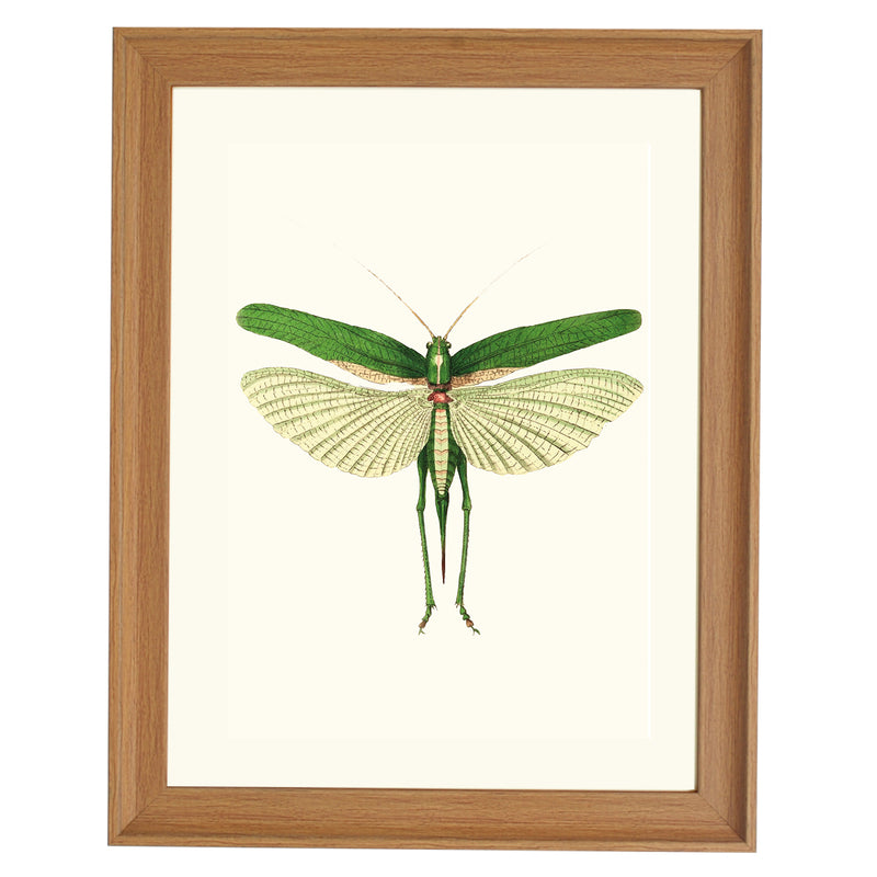 Praying Mantis ART PRINT