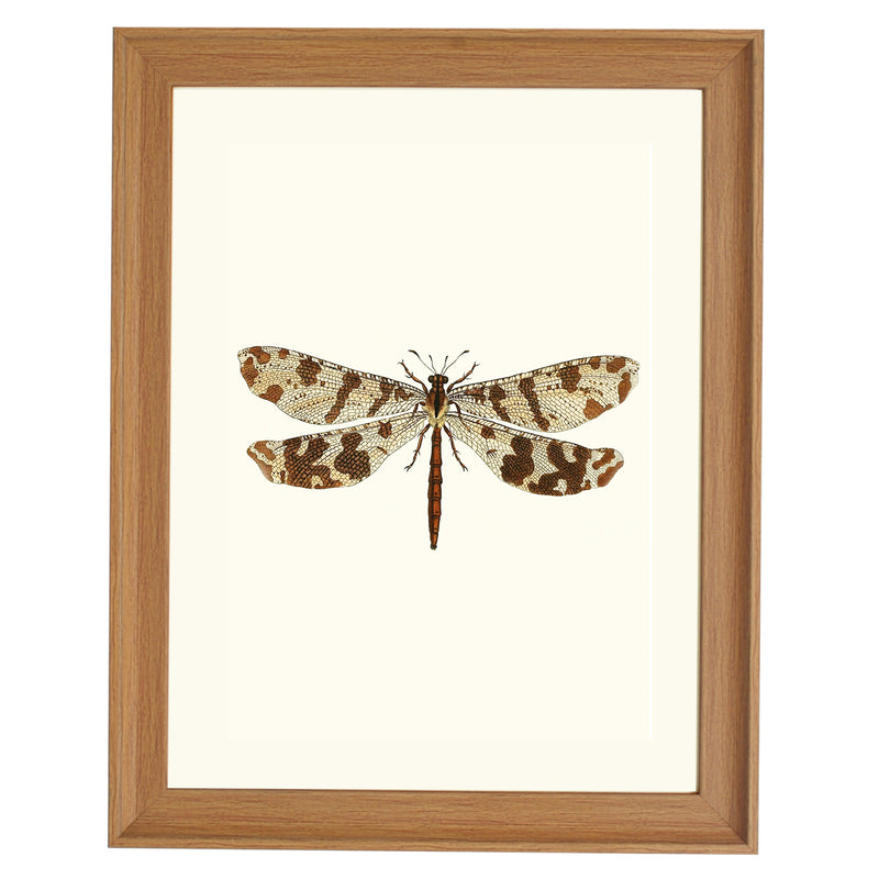 Libellulidae ART PRINT