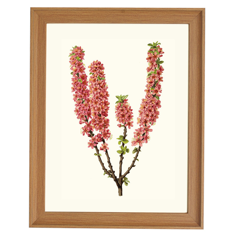 Prunus Prostrata ART PRINT