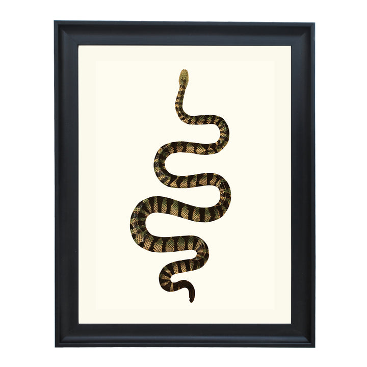 Hydrophis Cyanocinta ART PRINT