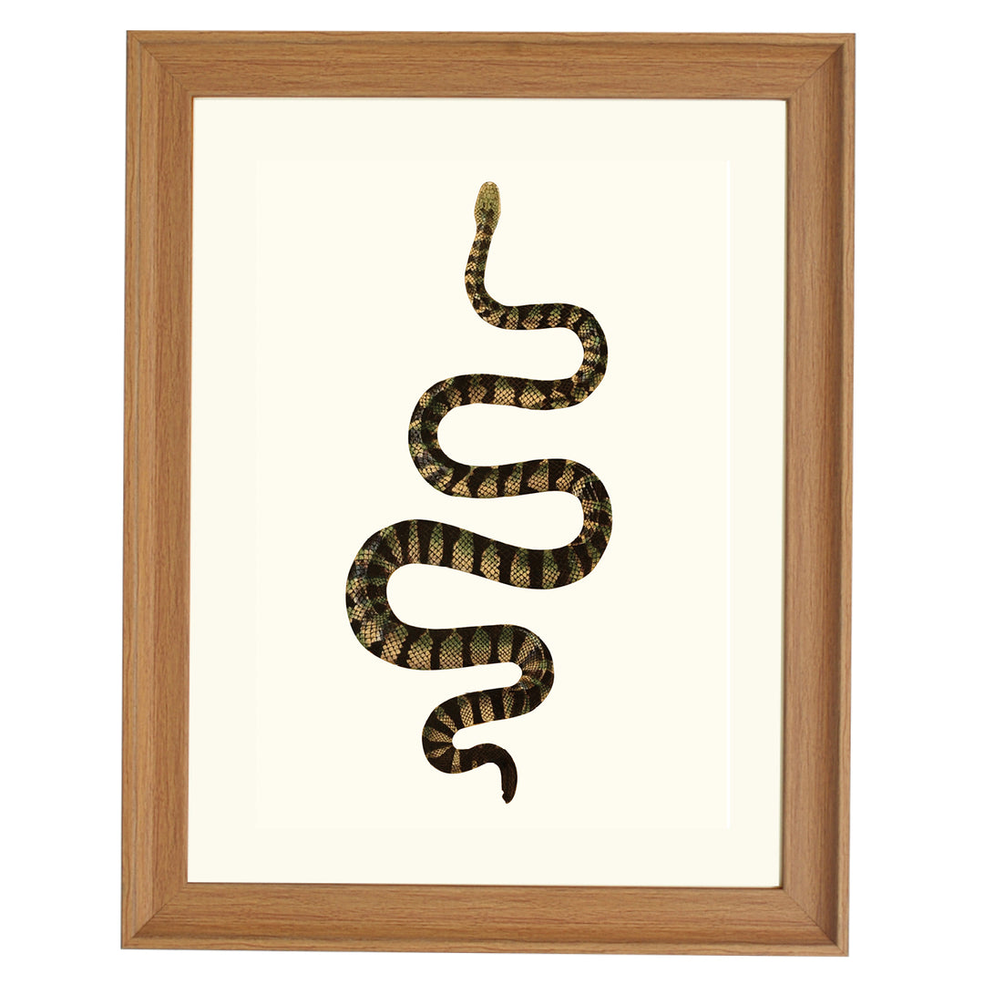 Hydrophis Cyanocinta ART PRINT