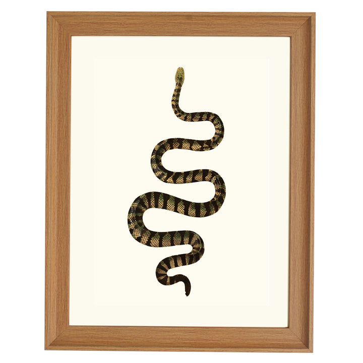 Hydrophis Cyanocinta ART PRINT