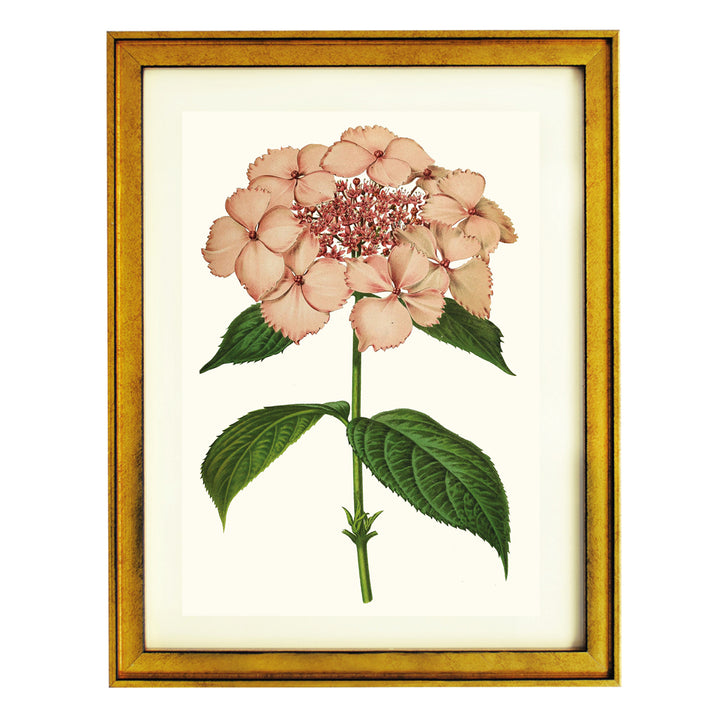 Hydrangea Acuminata ART PRINT