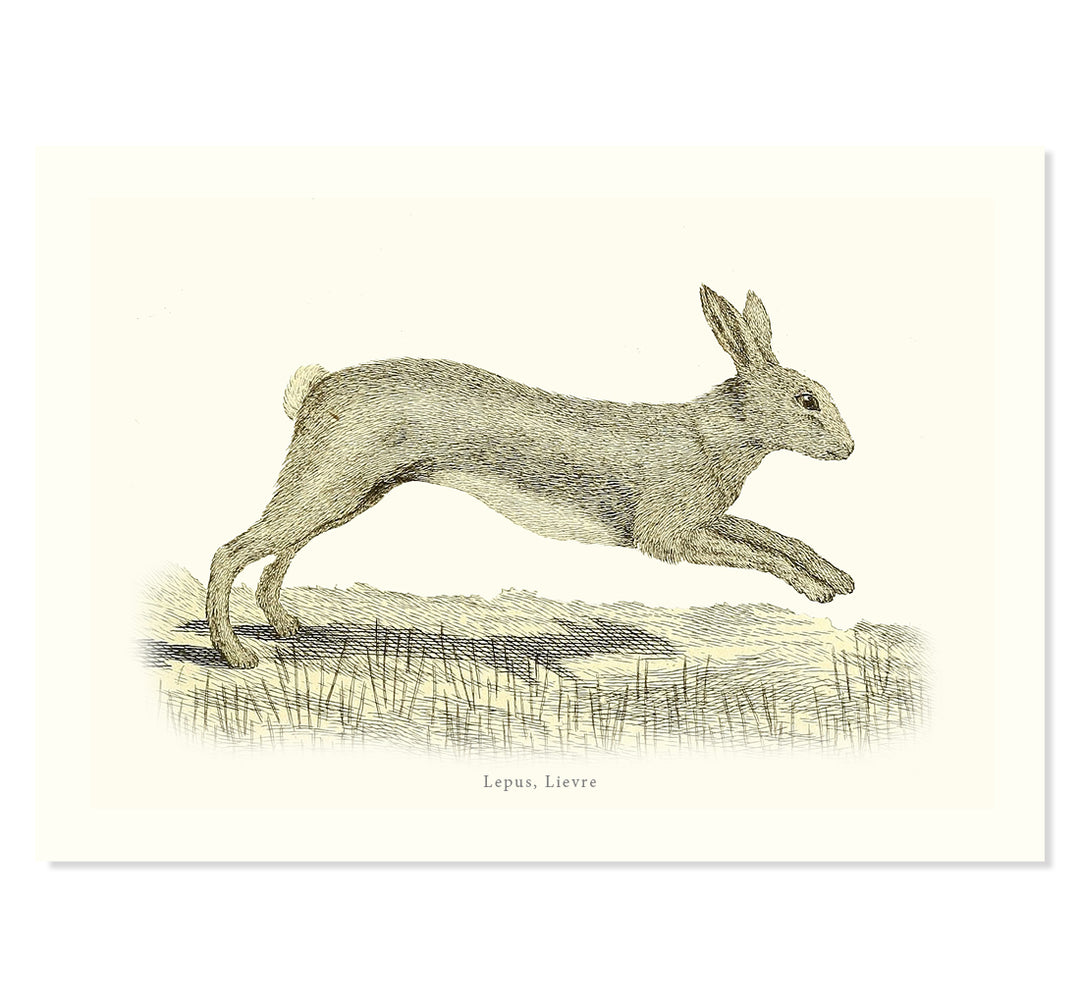 The Animal illustrations