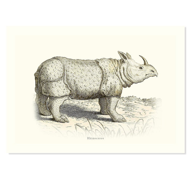 The Animal illustrations