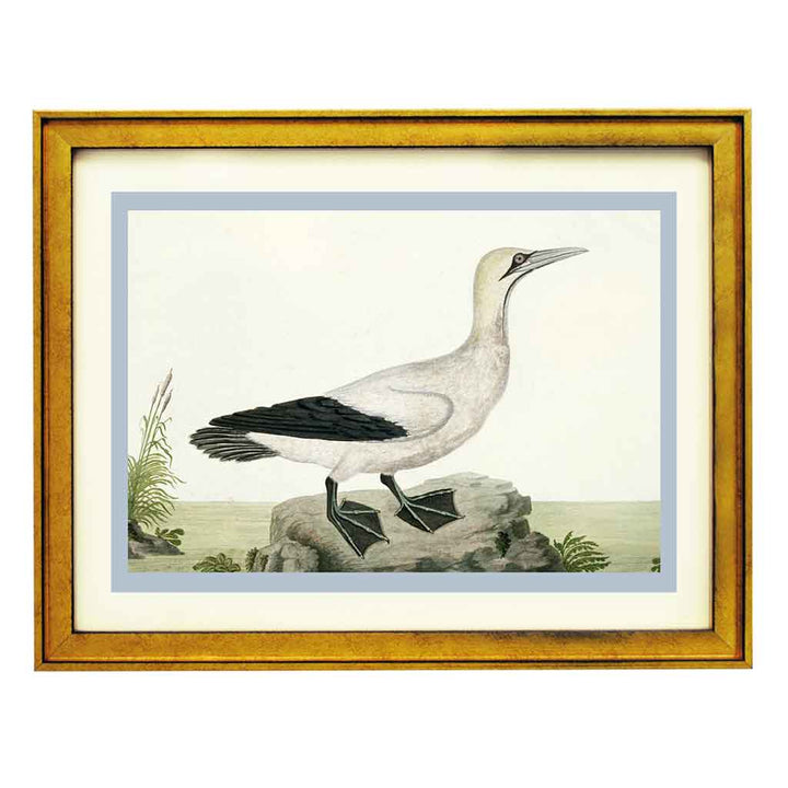 Cape gannet by Robert Jacob Gordon ART PRINT