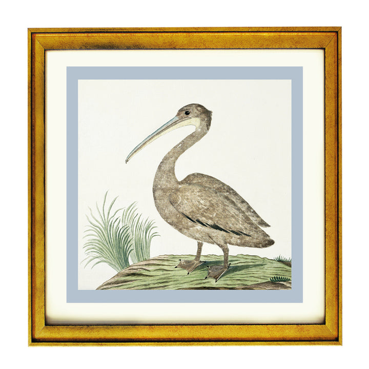 Pink-backed pelican By Robert Jacob Gordon ART PRINT