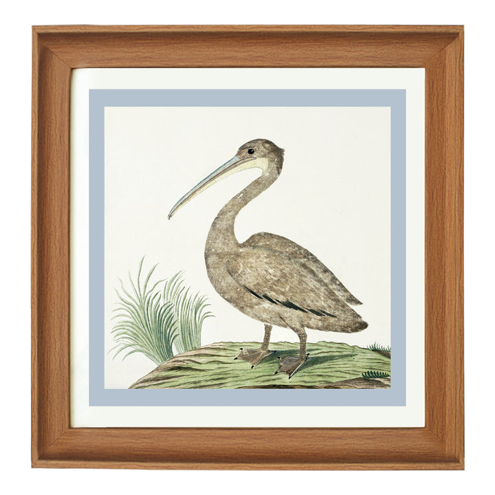 Pink-backed pelican By Robert Jacob Gordon ART PRINT