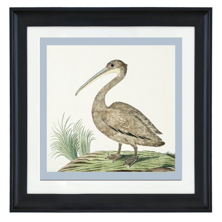 Pink-backed pelican By Robert Jacob Gordon ART PRINT