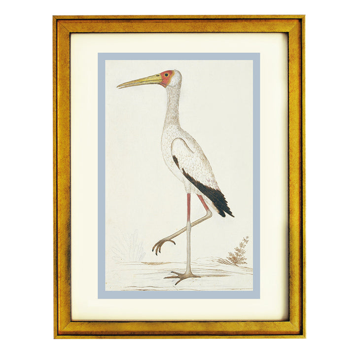 Yellow-billed stork by Robert Jacob Gordon ART PRINT