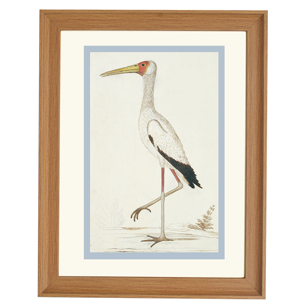 Yellow-billed stork by Robert Jacob Gordon ART PRINT