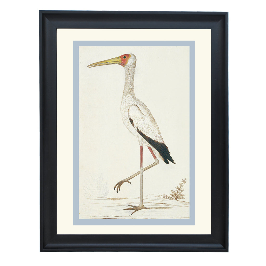 Yellow-billed stork by Robert Jacob Gordon ART PRINT