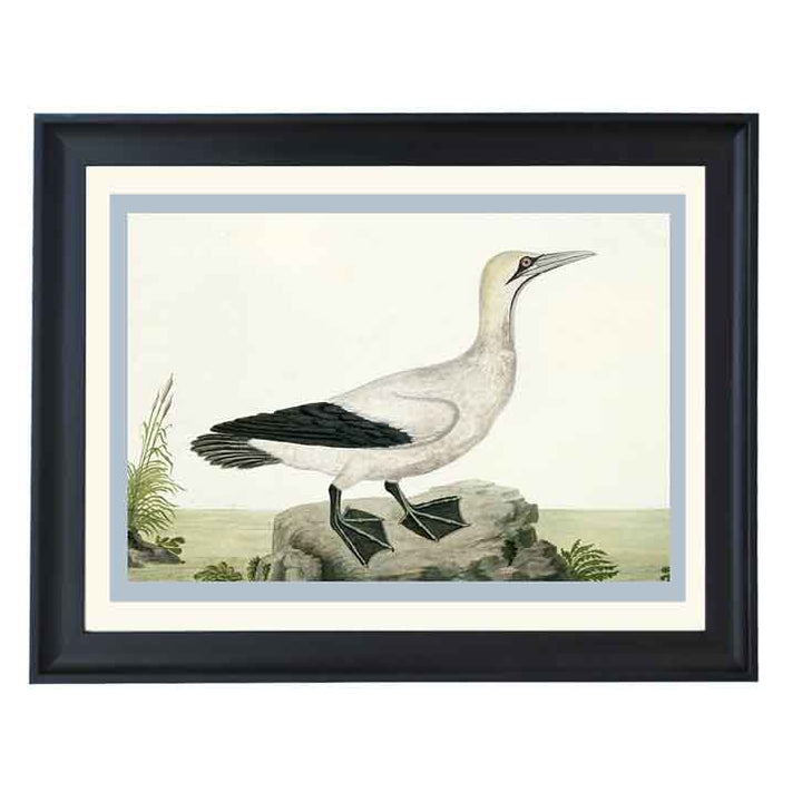 Cape gannet by Robert Jacob Gordon ART PRINT