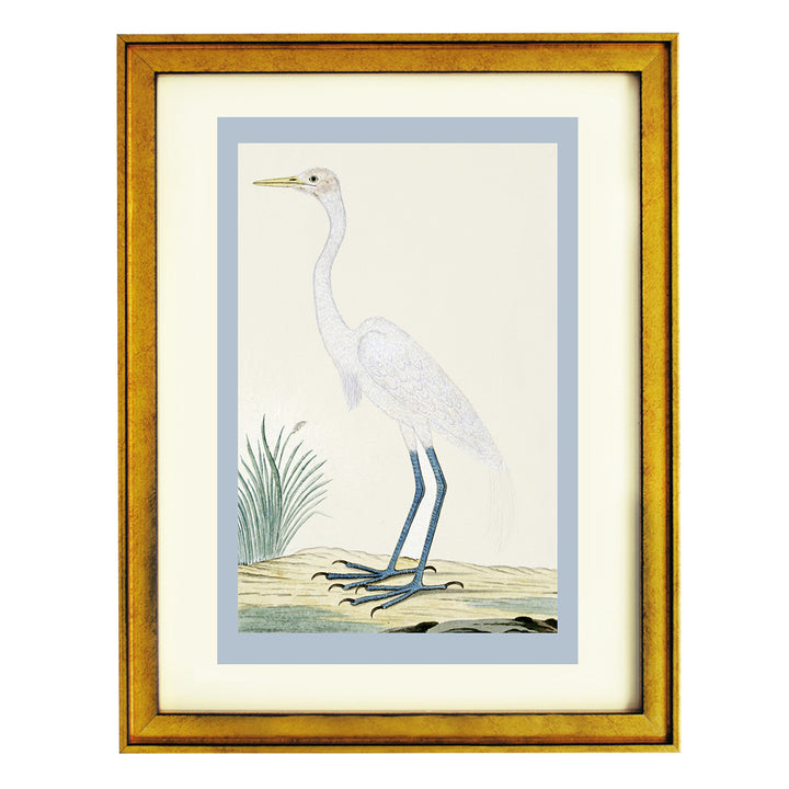 Great egret by Robert Jacob Gordon ART PRINT