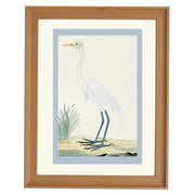 Great egret by Robert Jacob Gordon ART PRINT