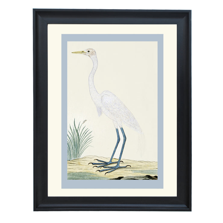 Great egret by Robert Jacob Gordon ART PRINT