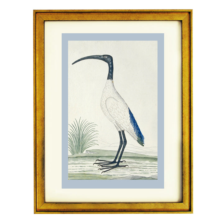 African sacred ibis by Robert Jacob Gordon ART PRINT