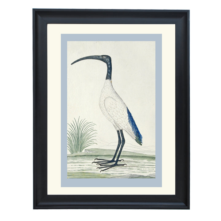 African sacred ibis by Robert Jacob Gordon ART PRINT