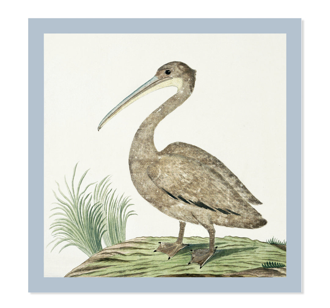 Pink-backed pelican By Robert Jacob Gordon ART PRINT