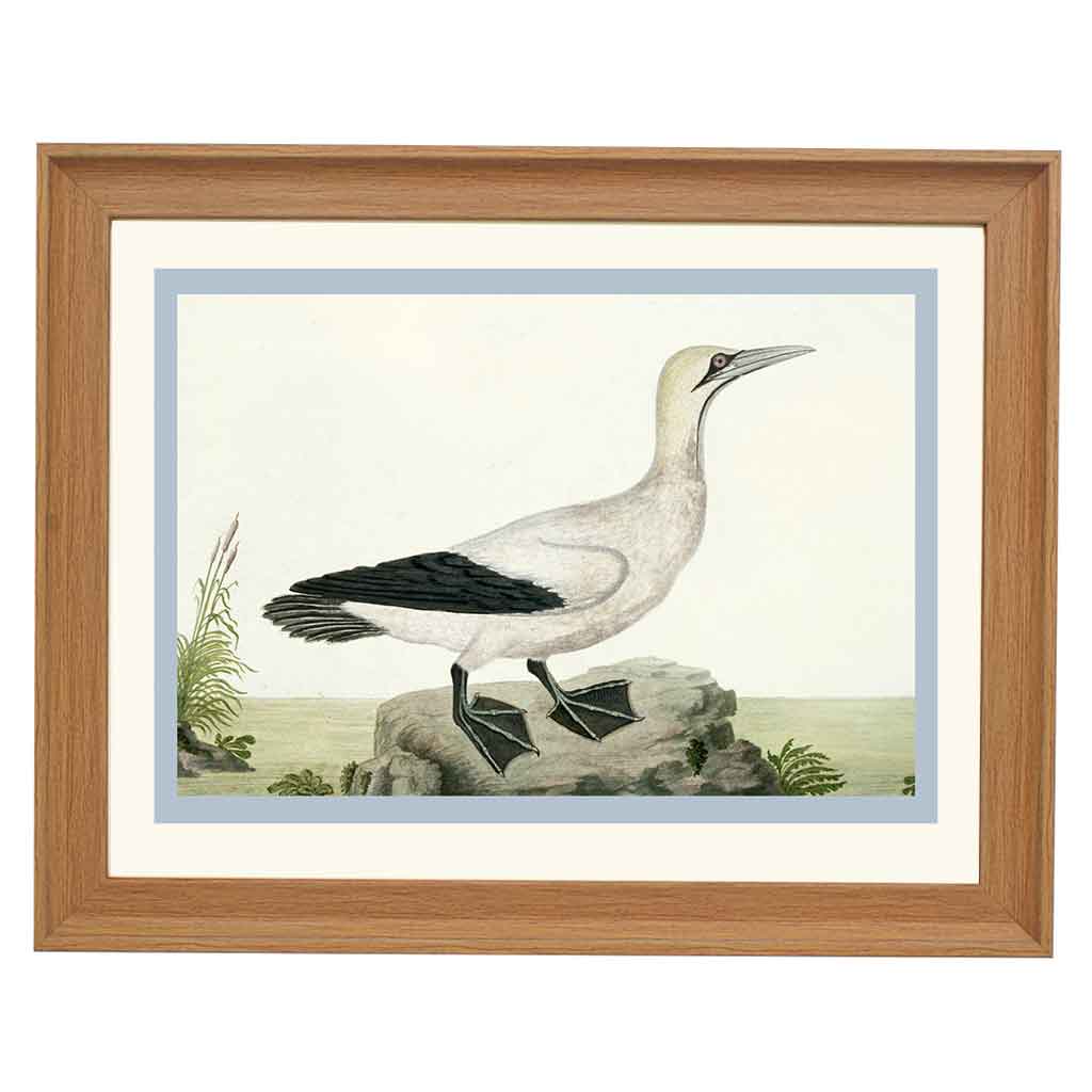 Cape gannet by Robert Jacob Gordon ART PRINT