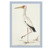 Yellow-billed stork by Robert Jacob Gordon ART PRINT