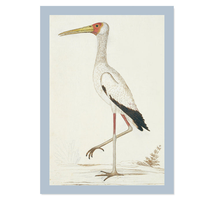 Yellow-billed stork by Robert Jacob Gordon ART PRINT