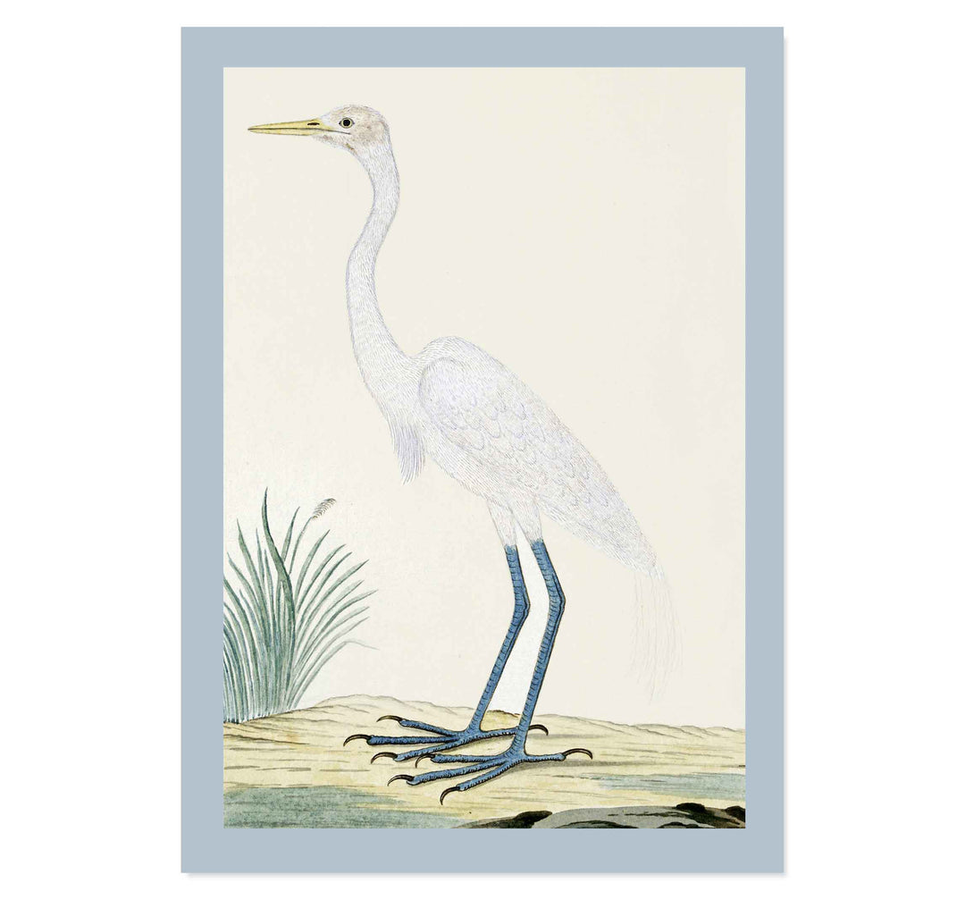 Great egret by Robert Jacob Gordon ART PRINT