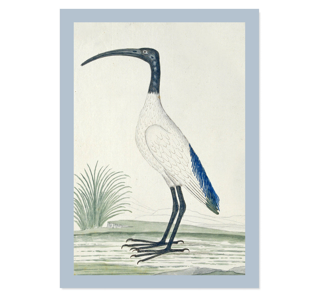 African sacred ibis by Robert Jacob Gordon ART PRINT