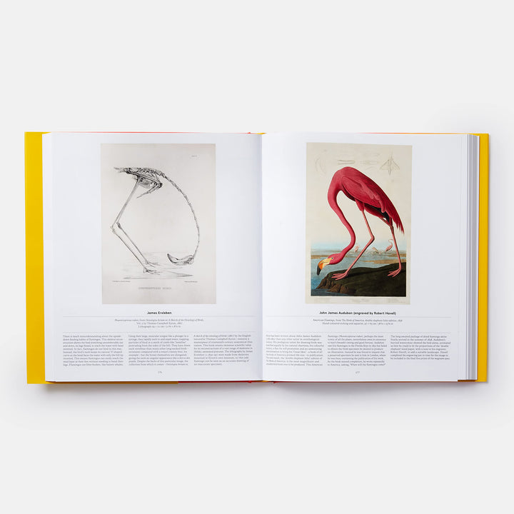 Bird, Exploring the Winged World Book
