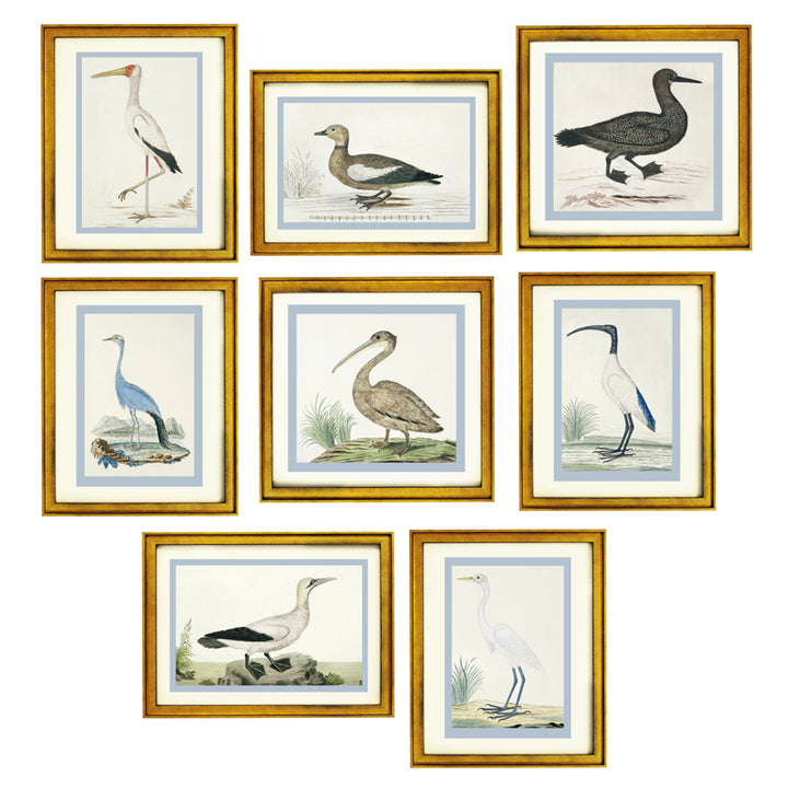 Collection of Birds by Robert Jacob Gordon