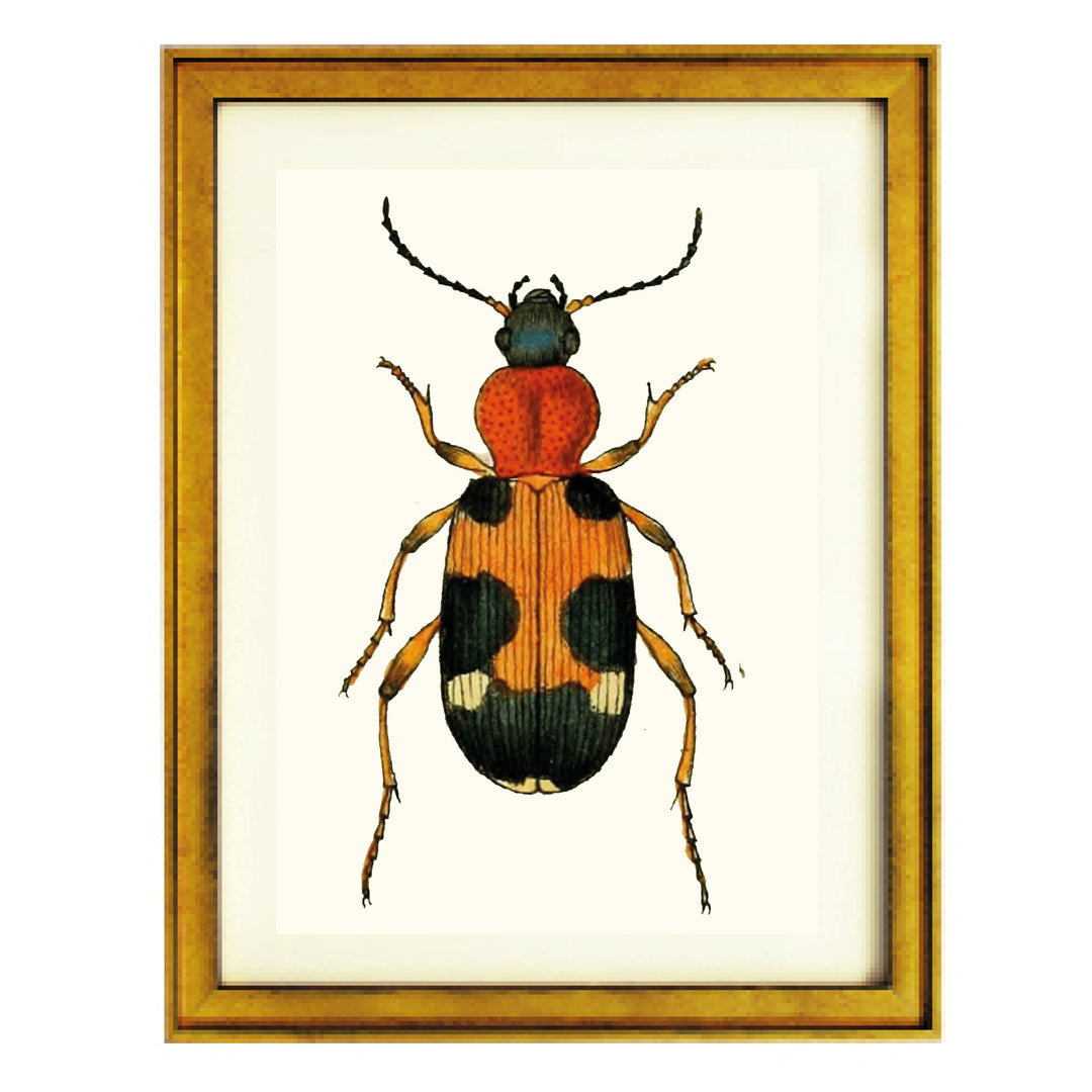 CARABUS LUNATUS FABR ART PRINT