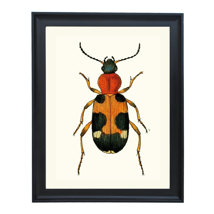 CARABUS LUNATUS FABR ART PRINT