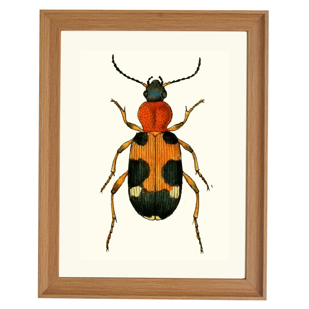 CARABUS LUNATUS FABR ART PRINT