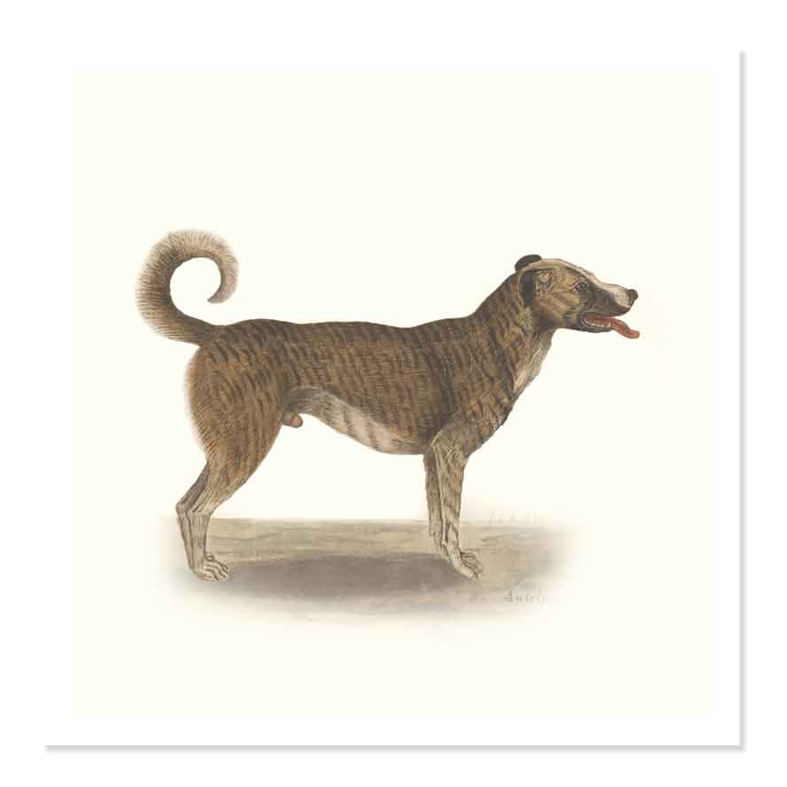 Chien by Anselmus de Boodt art print