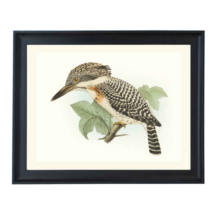 Alcedo lugubris ART PRINT