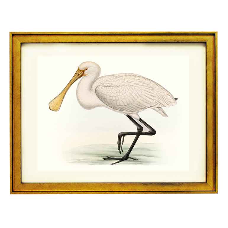 Platalea major ART PRINT