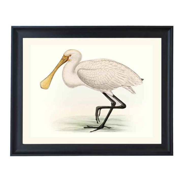 Platalea major ART PRINT