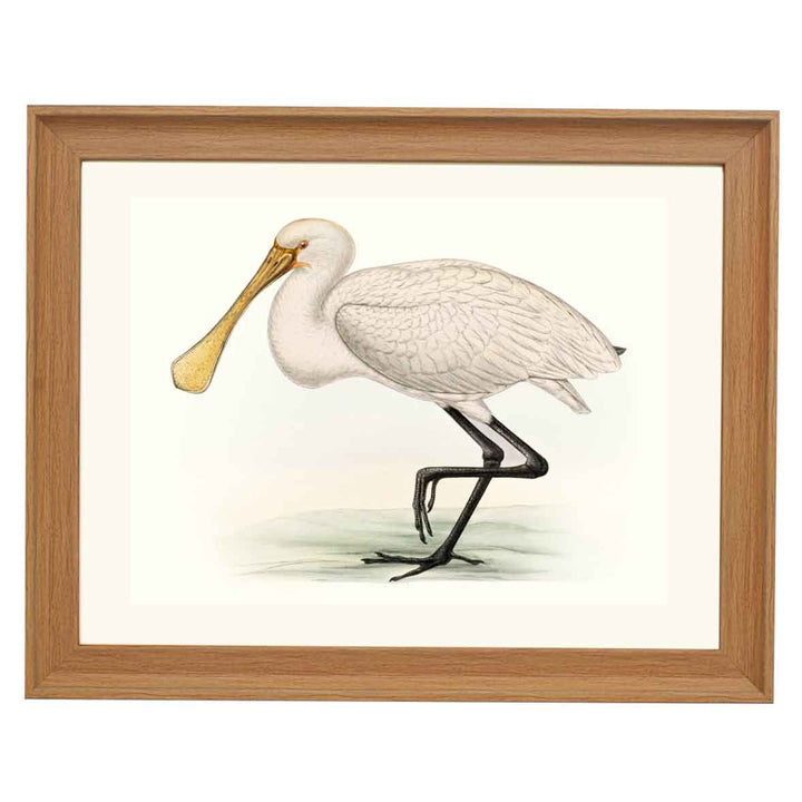 Platalea major ART PRINT