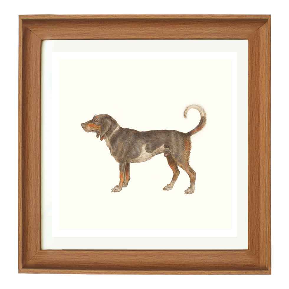 Beagle of Braque du Bourbonnais by Anselmus de Boodt art print