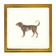 Beagle of Braque du Bourbonnais by Anselmus de Boodt art print