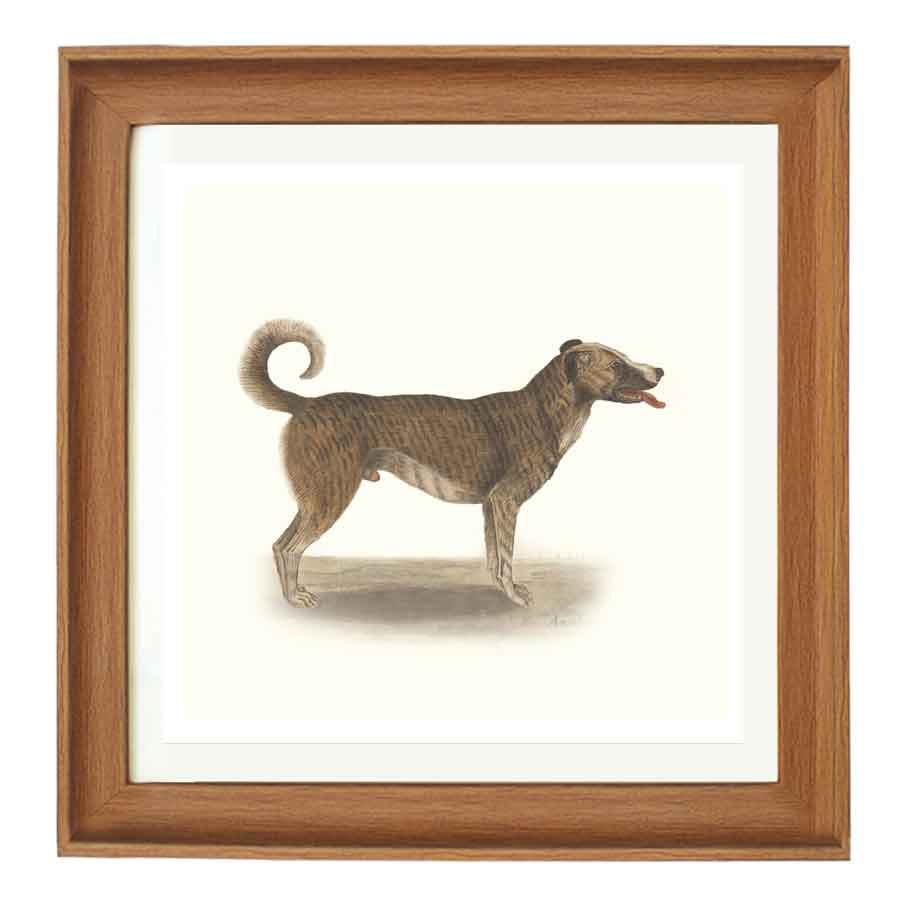 Chien by Anselmus de Boodt art print