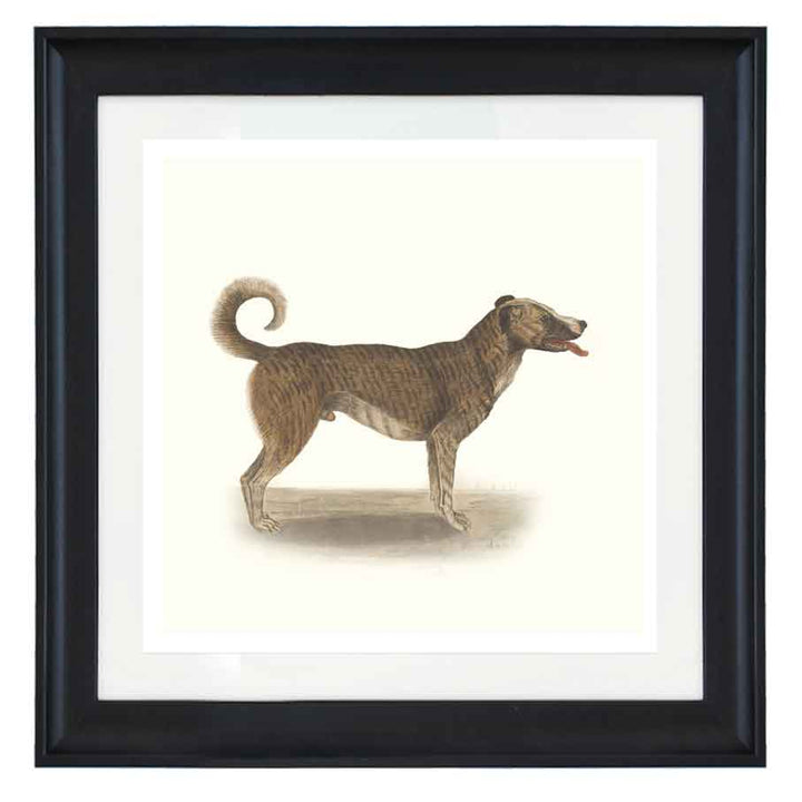 Chien by Anselmus de Boodt art print