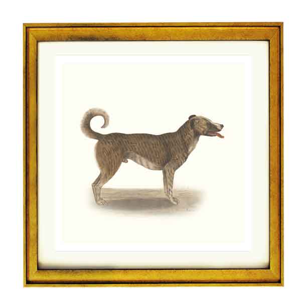 Chien by Anselmus de Boodt art print