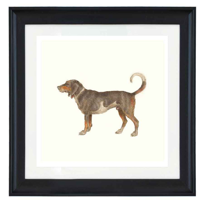 Beagle of Braque du Bourbonnais by Anselmus de Boodt art print