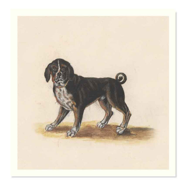 Motossus Canis by Anselmus de Boodt art print