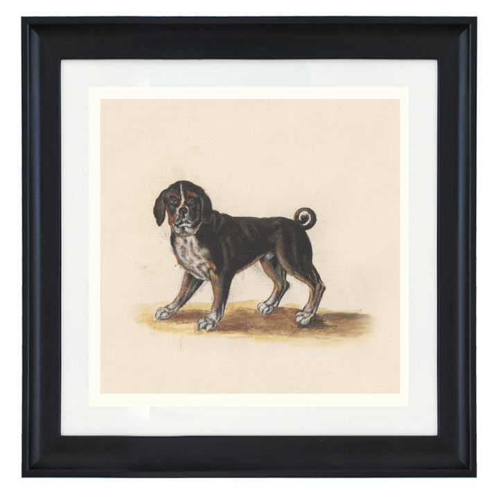 Motossus Canis by Anselmus de Boodt art print